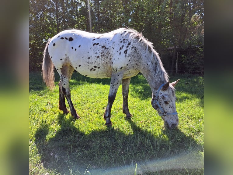 Appaloosa Merrie 16 Jaar 155 cm in Moormerland