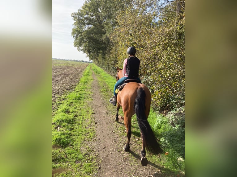 Appaloosa Merrie 16 Jaar 156 cm Bruin in Willich