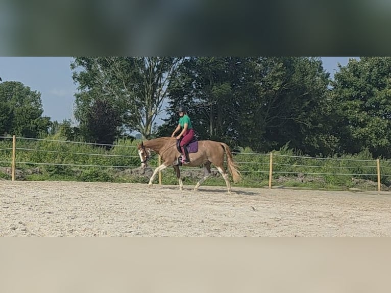 Appaloosa Mix Merrie 16 Jaar 168 cm Vos in Krummhörn