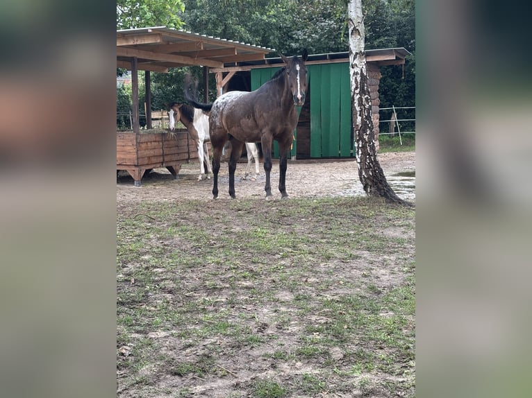Appaloosa Merrie 18 Jaar 150 cm in L&#xFC;bbow