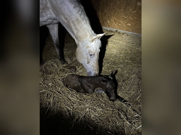 Appaloosa Merrie 19 Jaar 164 cm Buckskin in Nördlingen
