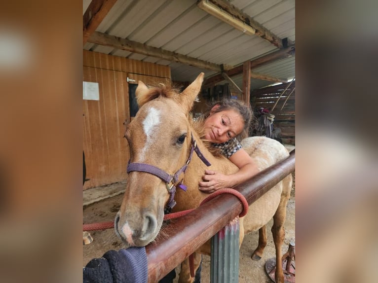 Appaloosa Mix Merrie 1 Jaar 125 cm Dunalino in ST CHRISTOPHE EN BOURBONNAIS