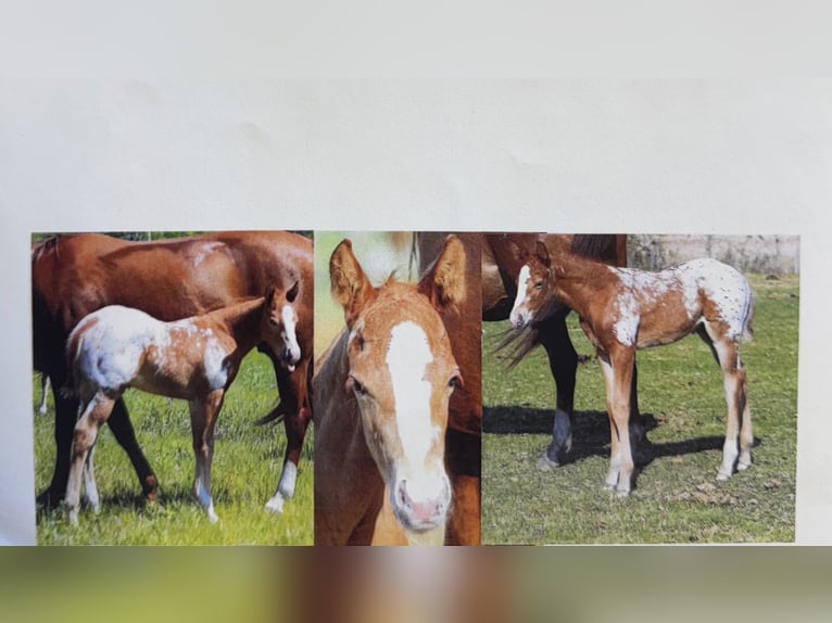 Appaloosa Merrie 1 Jaar 142 cm Roodvos in Cannon Falls, MN