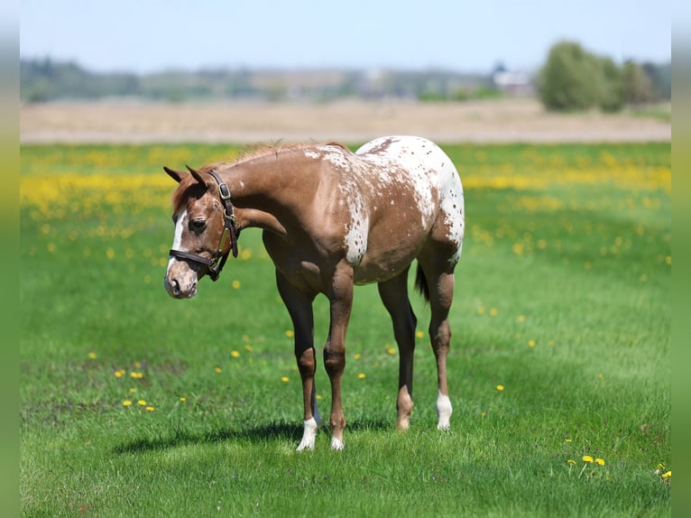 Appaloosa Merrie 1 Jaar 142 cm Roodvos in Cannon Falls, MN