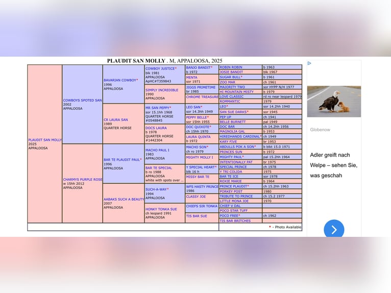 Appaloosa Merrie 1 Jaar 152 cm Vos in Nördlingen