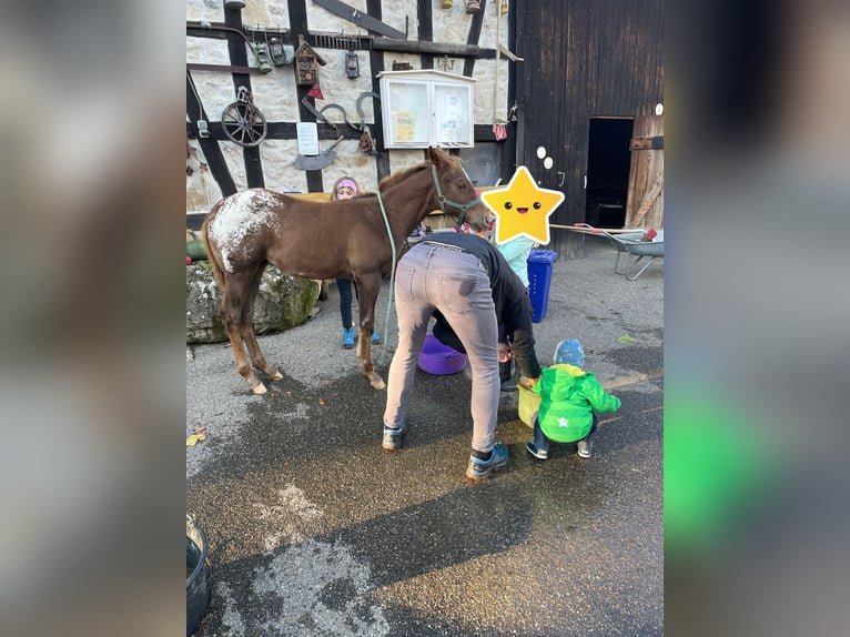 Appaloosa Merrie 1 Jaar 152 cm in Forchtenberg