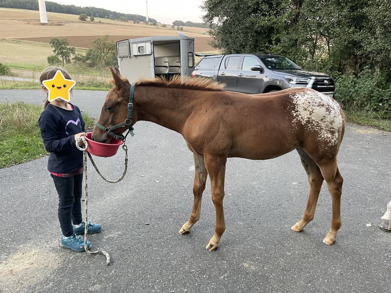 Appaloosa Merrie 1 Jaar 152 cm in Forchtenberg