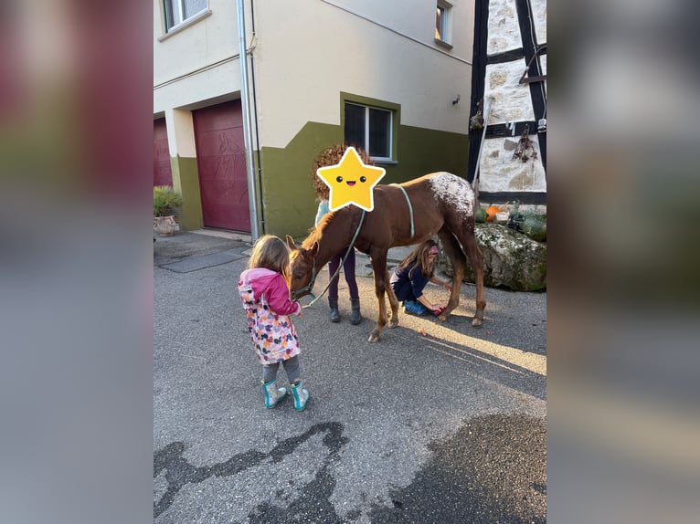 Appaloosa Merrie 1 Jaar 152 cm in Forchtenberg