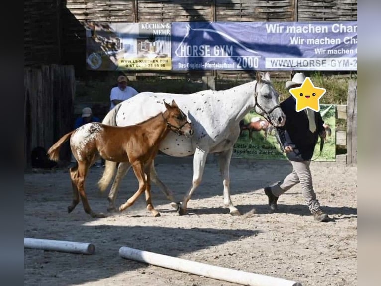 Appaloosa Merrie 1 Jaar 152 cm in Forchtenberg