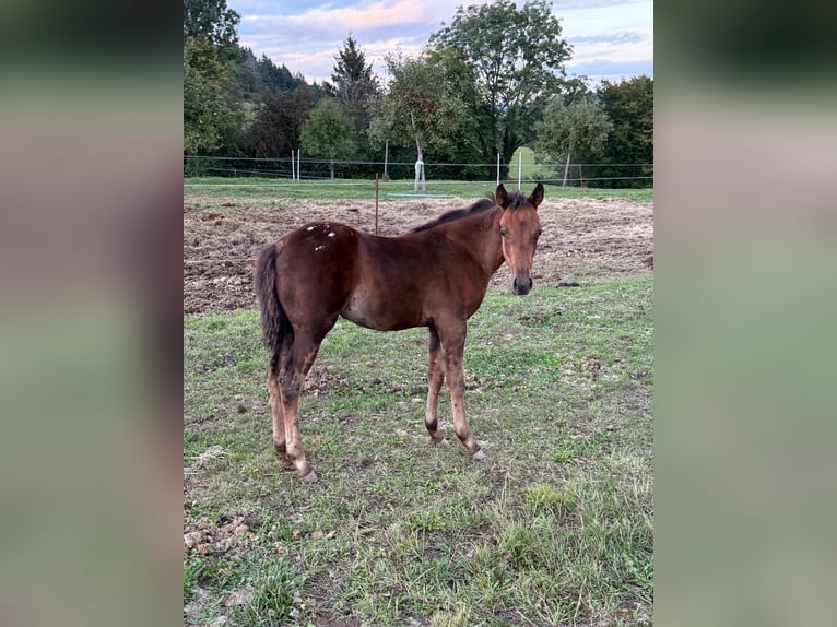 Appaloosa Merrie 1 Jaar 153 cm Bruin in Daleiden