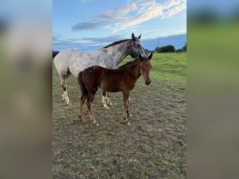 Appaloosa Merrie 1 Jaar 153 cm Bruin in Daleiden
