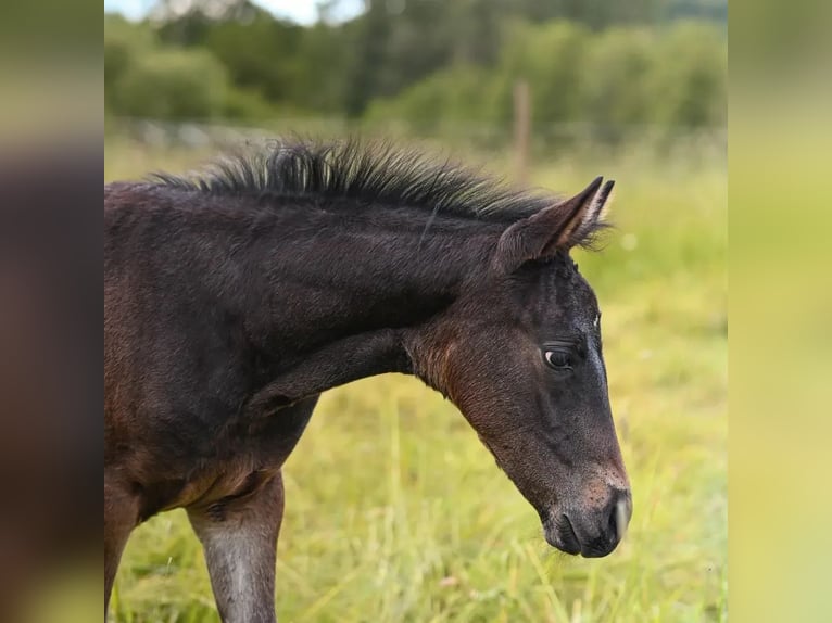 Appaloosa Merrie 1 Jaar 155 cm Bruin in Münchweiler an der Alsenz