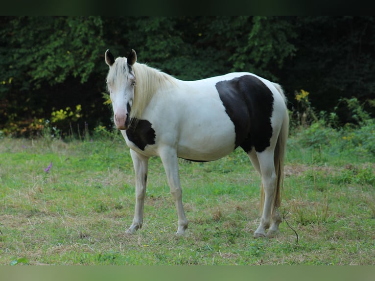 Appaloosa Mix Merrie 1 Jaar 155 cm Zwart in Globoko