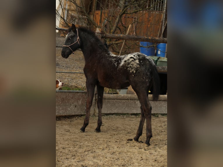 Appaloosa Mix Merrie 1 Jaar 155 cm Zwart in Globoko