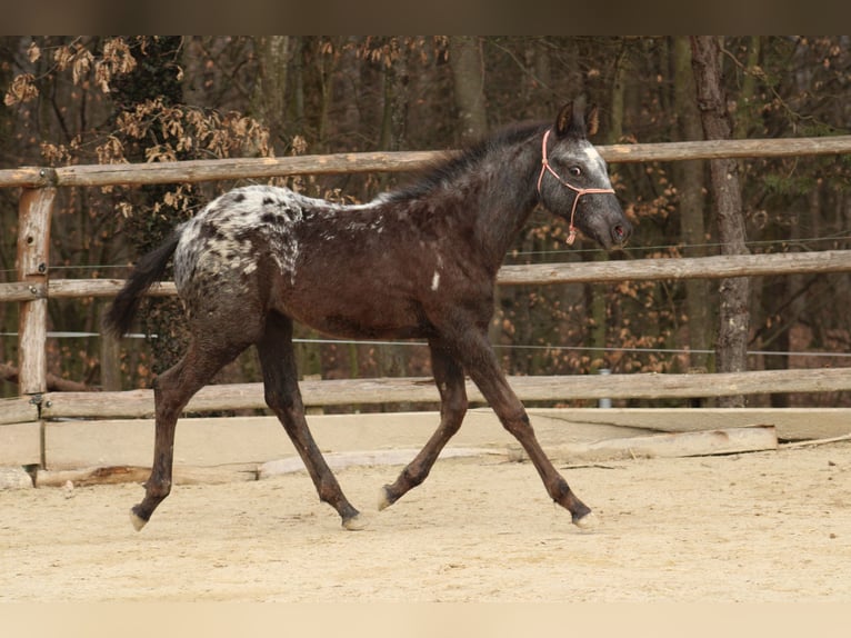 Appaloosa Mix Merrie 1 Jaar 155 cm Zwart in Globoko