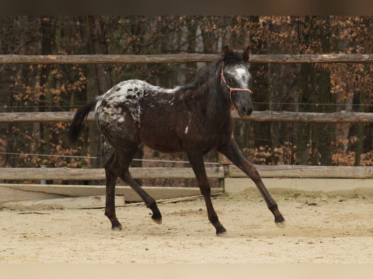 Appaloosa Mix Merrie 1 Jaar 155 cm Zwart in Globoko