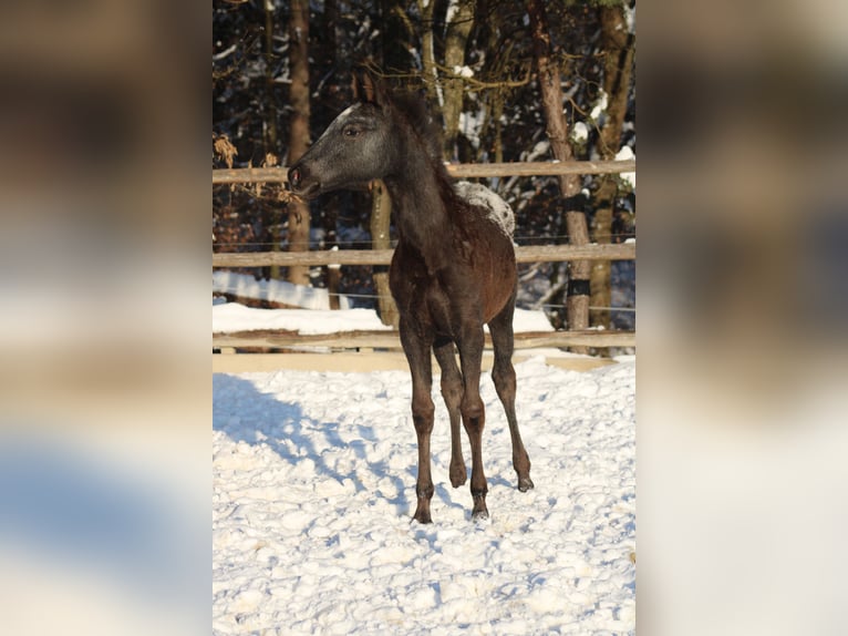 Appaloosa Mix Merrie 1 Jaar 155 cm Zwart in Globoko
