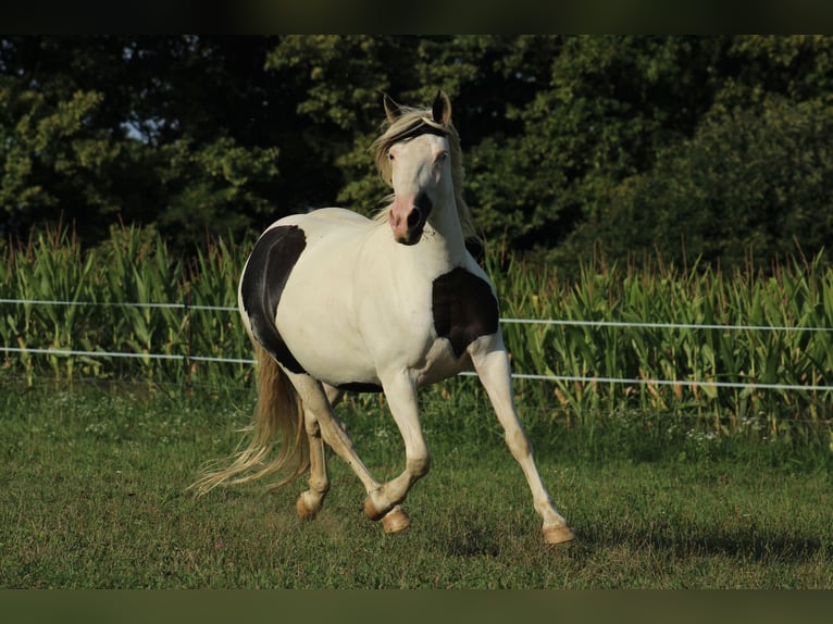 Appaloosa Mix Merrie 1 Jaar 155 cm Zwart in Globoko