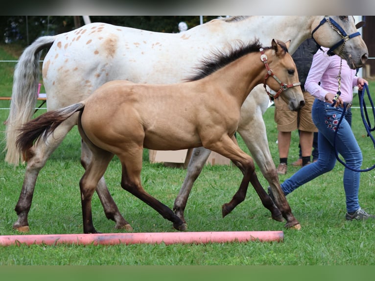 Appaloosa Merrie 1 Jaar 156 cm Buckskin in Nördlingen