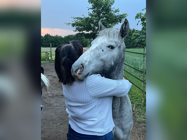 Appaloosa Merrie 1 Jaar 165 cm in Xanten