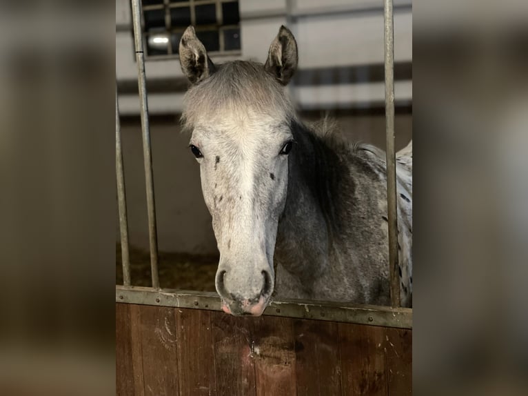 Appaloosa Merrie 1 Jaar 165 cm in Xanten