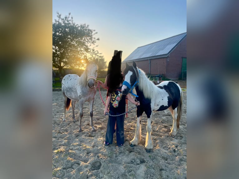 Appaloosa Merrie 1 Jaar 165 cm in Xanten