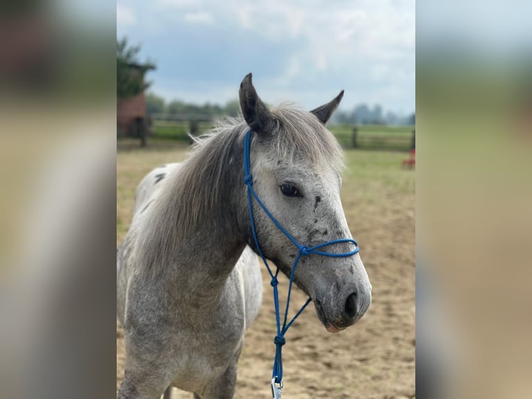 Appaloosa Merrie 1 Jaar 165 cm in Xanten