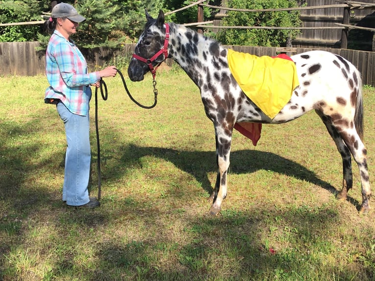 Appaloosa Merrie 1 Jaar Appaloosa in Dolni Loucky