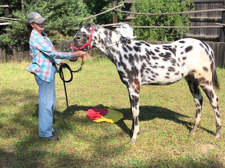 Appaloosa Merrie 1 Jaar Appaloosa in Dolni Loucky