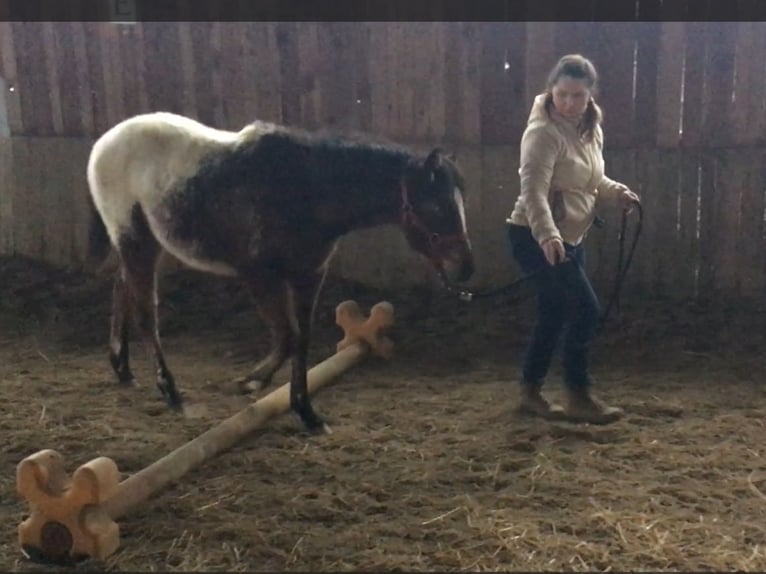 Appaloosa Merrie 1 Jaar Bruin in Brno