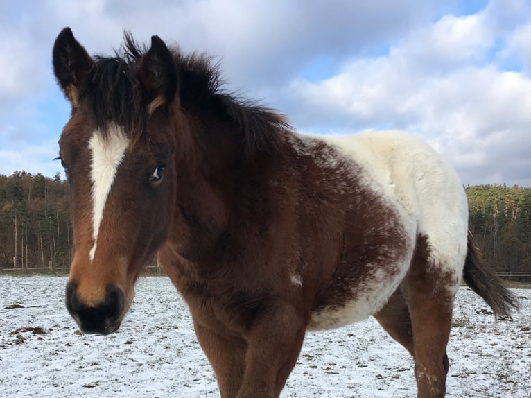 Appaloosa Merrie 1 Jaar Bruin in Brno