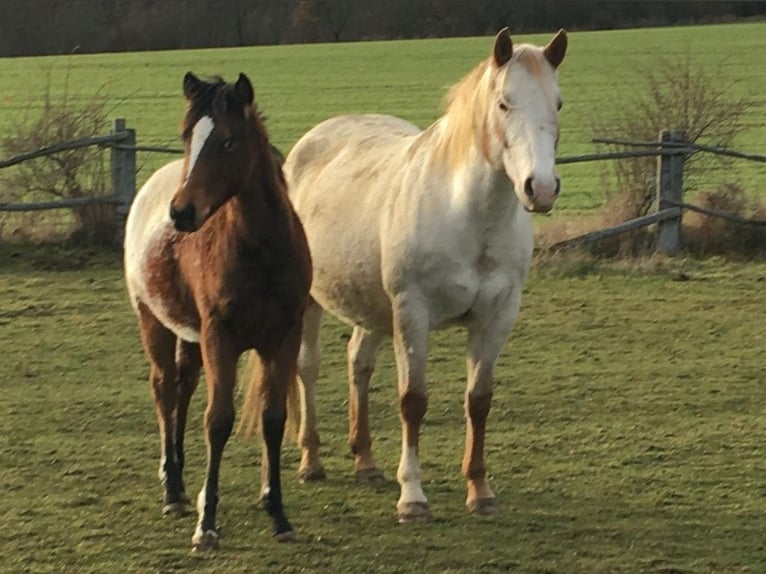 Appaloosa Merrie 1 Jaar Bruin in Brno