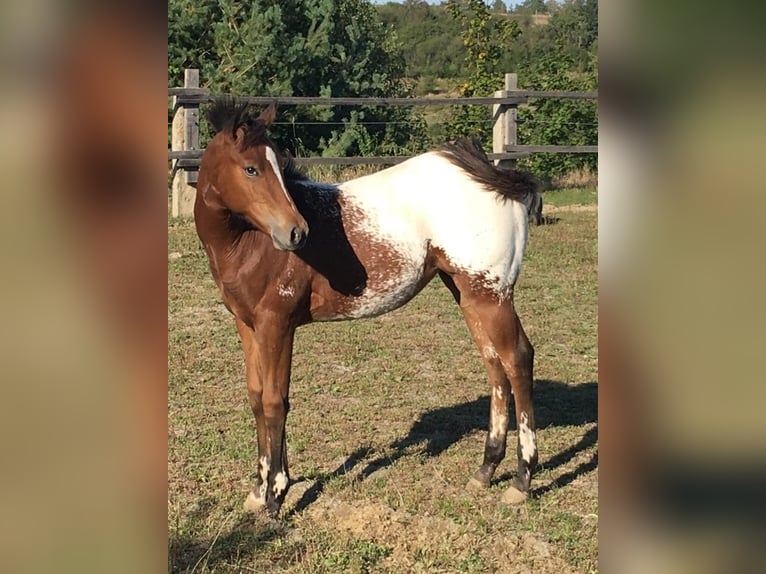 Appaloosa Merrie 1 Jaar Bruin in Brno