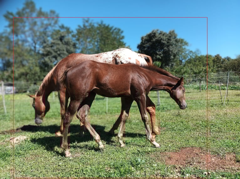 Appaloosa Merrie 1 Jaar Bruin in Komen