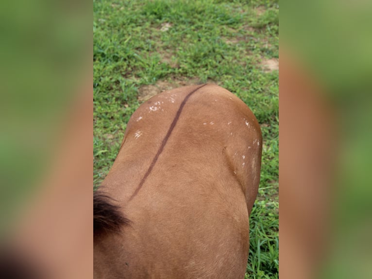 Appaloosa Merrie 1 Jaar Dunalino in Oberbronn