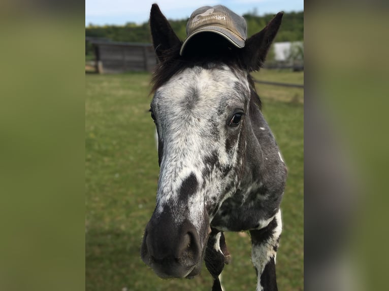 Appaloosa Merrie 1 Jaar in BRNO