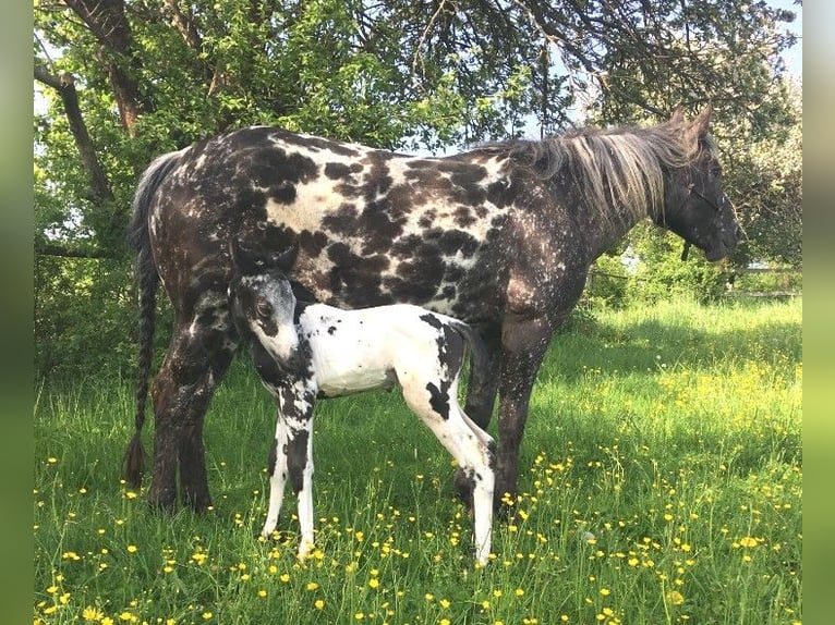 Appaloosa Merrie 1 Jaar in BRNO