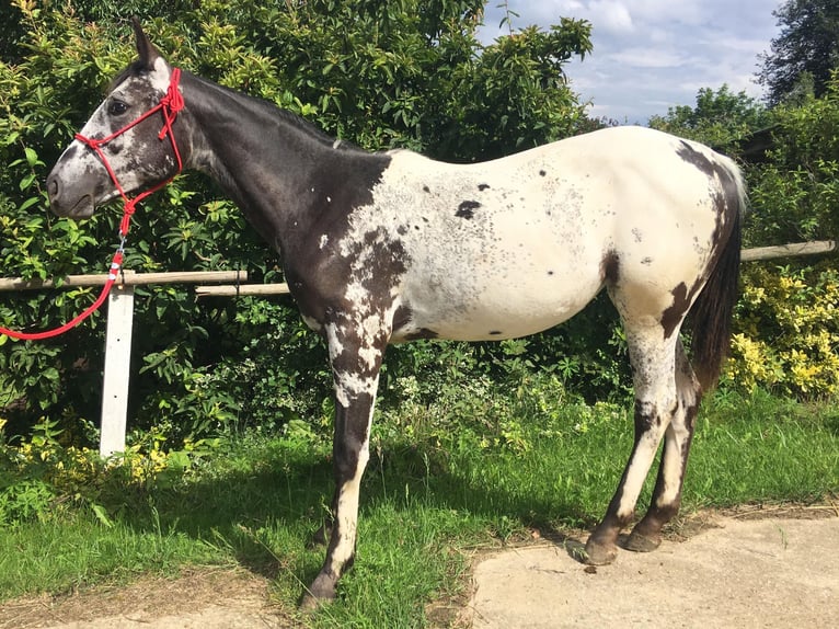 Appaloosa Merrie 1 Jaar in BRNO