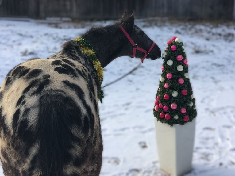 Appaloosa Merrie 1 Jaar in Brno