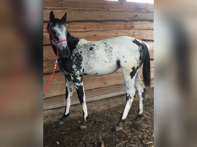 Appaloosa Merrie 1 Jaar in BRNO