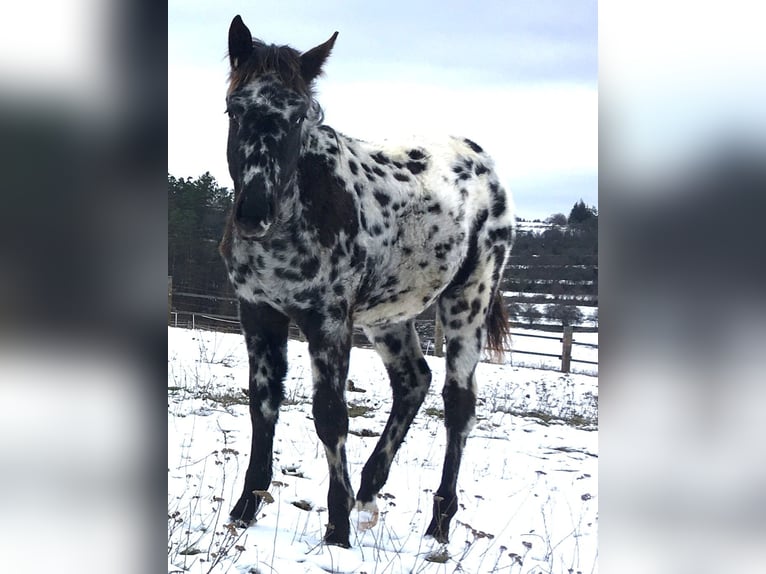 Appaloosa Merrie 1 Jaar in Brno