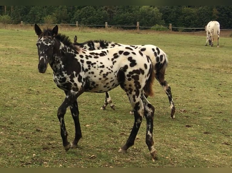 Appaloosa Merrie 1 Jaar in Brno