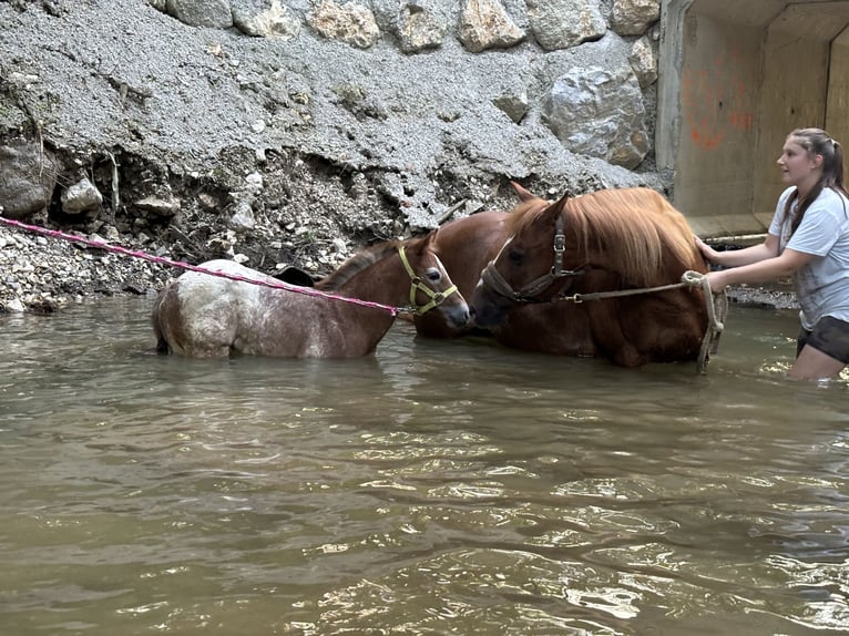 Appaloosa Merrie 1 Jaar in KOMENDA