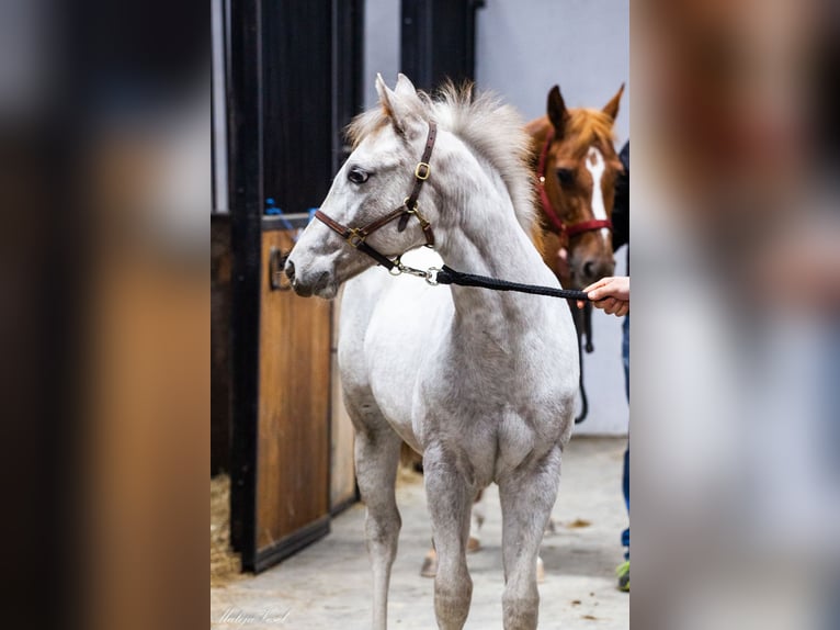 Appaloosa Merrie 1 Jaar in KOMENDA