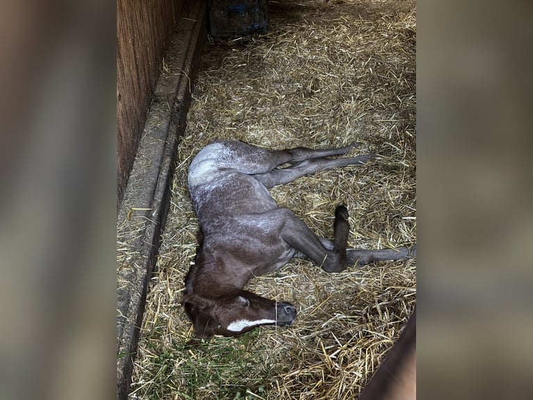 Appaloosa Merrie 1 Jaar in KOMENDA