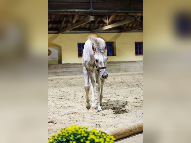 Appaloosa Merrie 1 Jaar in KOMENDA