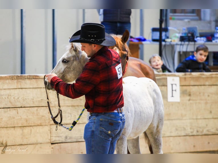 Appaloosa Merrie 1 Jaar in KOMENDA