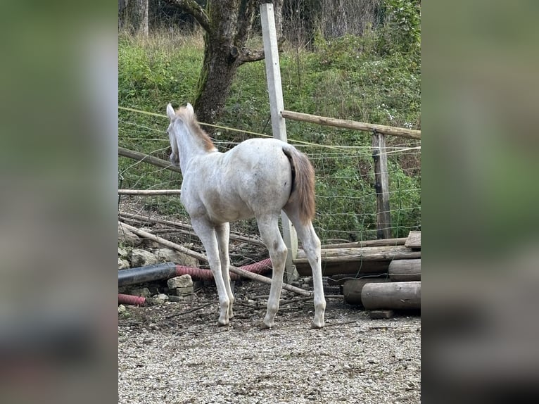 Appaloosa Merrie 1 Jaar in KOMENDA