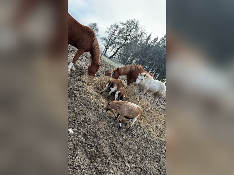 Appaloosa Merrie 1 Jaar in KOMENDA