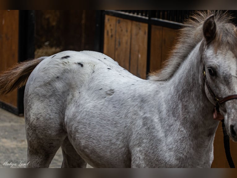 Appaloosa Merrie 1 Jaar in KOMENDA